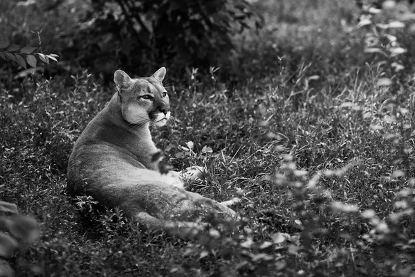 Πορτρέτο Του Όμορφη Puma Γυναίκα Αρπακτικό Λιοντάρι Βουνό Puma Πάνθηρα — Φωτογραφία Αρχείου