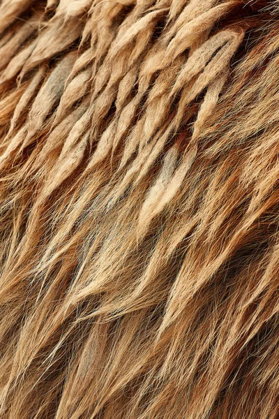 Urso Castanho Ursus Arctos Textura Pele Vida Selvagem Animal — Fotografia de Stock