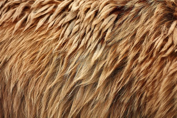 Barnamedve Ursus Arctos Szőrme Textúra Vadon Élő Állatok — Stock Fotó