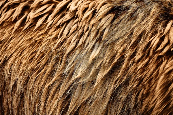 Бурый Медведь Ursus Arctos Меховая Текстура Дикие Животные — стоковое фото