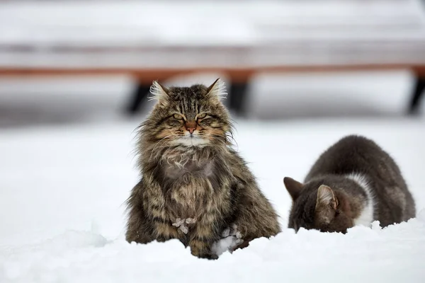 Cats in the winter, in the snow