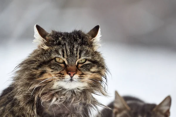 Γάτες Χειμώνα Μέσα Στο Χιόνι — Φωτογραφία Αρχείου
