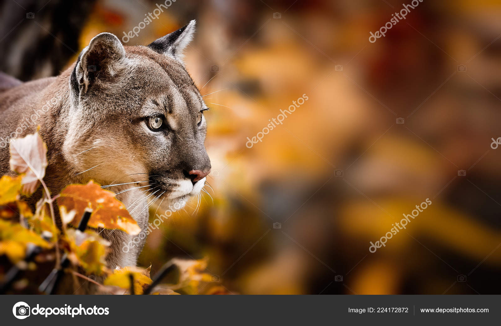 Puma americain on sale