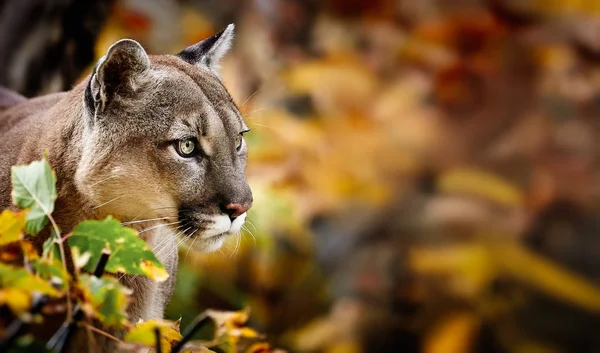 秋天森林中美丽的美洲豹的肖像 美洲美洲狮 引人注目的姿势 在树林里的场景 野生动物美洲 — 图库照片