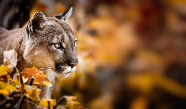 秋天森林中美丽的美洲豹的肖像 美洲美洲狮 引人注目的姿势 在树林里的场景 野生动物美洲 — 图库照片