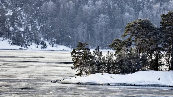 Winter forest in Sweden. nature on the shore of the fjord