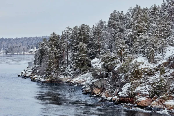 Winter forest in Sweden. nature on the shore of the fjord