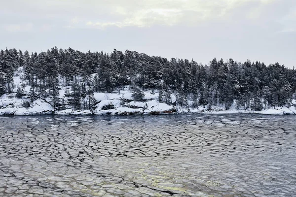 Winter forest in Sweden. nature on the shore of the fjord