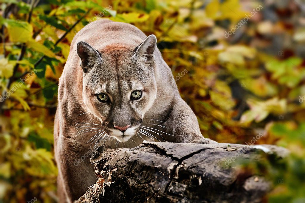 Puma americano sale