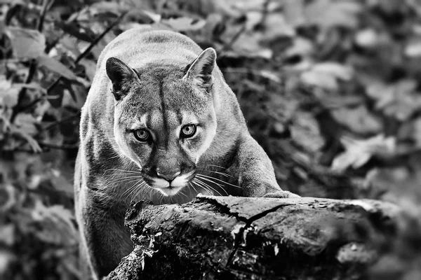 Portrait Beautiful Puma Autumn Forest American Cougar Mountain Lion Striking — Stock Photo, Image