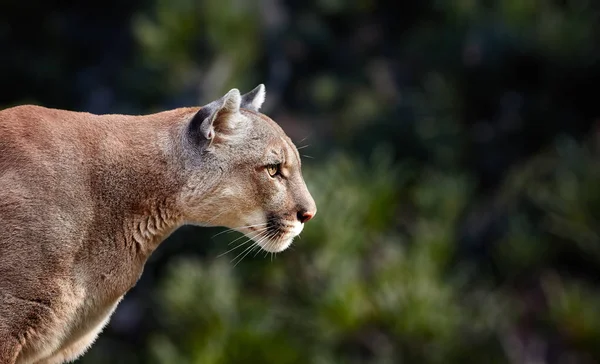 Portrait Beautiful Puma Cougar Mountain Lion Puma Panther Striking Pose — Stock Photo, Image