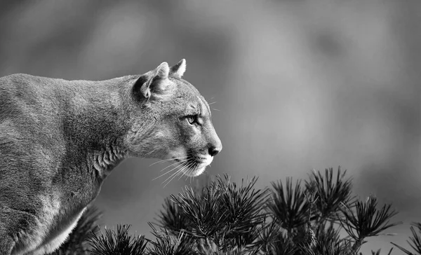 Portret Pięknej Puma Puma Mountain Lion Puma Panther Uderzające Pozie — Zdjęcie stockowe