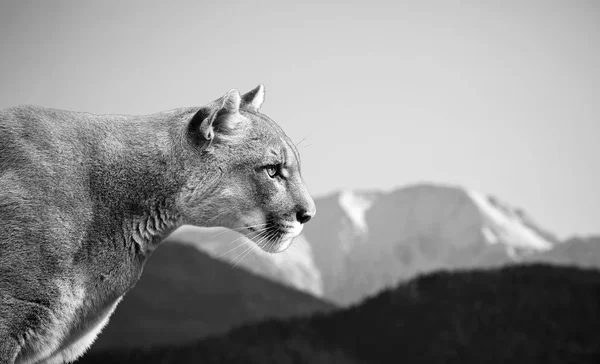 Gyönyörű Puma Portréja Cougar Hegyi Oroszlán Puma Panther Feltűnő Jelent — Stock Fotó
