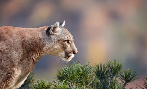 Portrait Beautiful Puma Cougar Mountain Lion Puma Panther Striking Pose — Stock Photo, Image