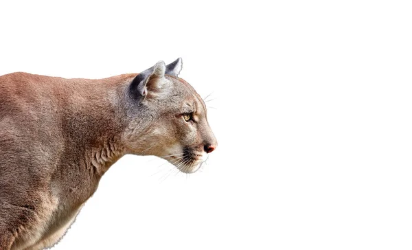 Retrato Hermosa Puma Cougar Puma Montaña Aislado Sobre Fondos Blancos —  Fotos de Stock