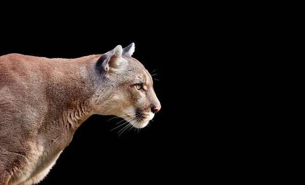 Retrato Hermosa Puma Cougar Puma Montaña Aislado Sobre Fondos Negros —  Fotos de Stock