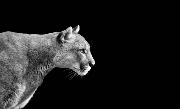 Portret Pięknej Puma Kuguar Mountain Lion Białym Czarnym Tle — Zdjęcie stockowe