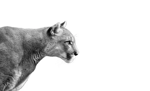 Portrait Beautiful Puma Cougar Mountain Lion Isolated White Backgrounds — Stock Photo, Image