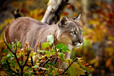 Portrait of Beautiful Puma in autumn forest. American cougar - mountain lion, striking pose, scene in the woods, wildlife America clipart