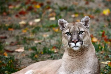 Portrait of Beautiful Puma in autumn forest. American cougar clipart