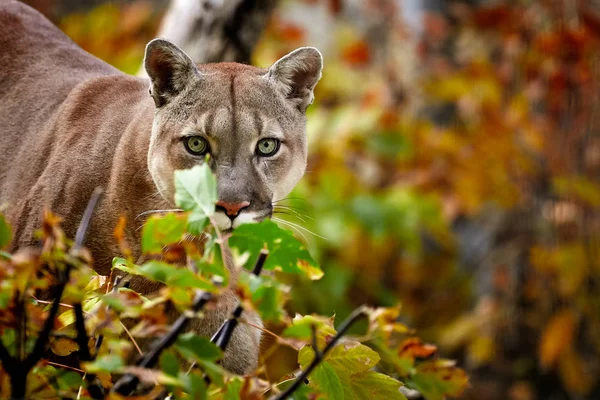 Portrét Krásné Puma Podzimním Lese Americká Puma Puma Pozoruhodné Pozice — Stock fotografie