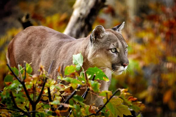 Portrét Krásné Puma Podzimním Lese Americká Puma Puma Pozoruhodné Pozice — Stock fotografie