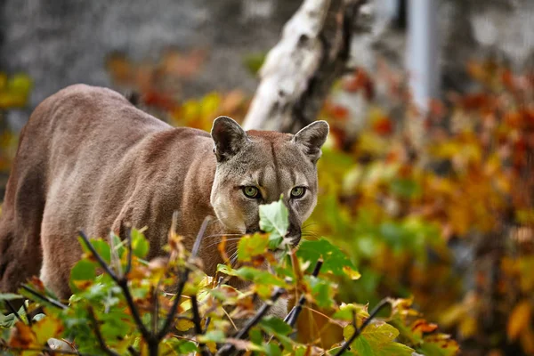 Őszi Erdő Gyönyörű Puma Portréja Amerikai Cougar Hegyi Oroszlán Feltűnő — Stock Fotó