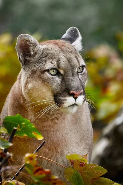 Portret Pięknej Puma Lesie Jesienią Amerykański Cougar Mountain Lion Uderzające — Zdjęcie stockowe