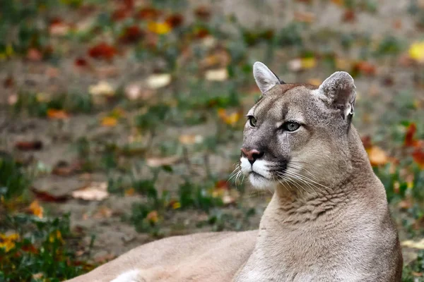 Őszi Erdő Gyönyörű Puma Portréja Amerikai Cougar Hegyi Oroszlán Feltűnő — Stock Fotó