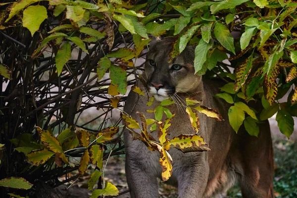 Porträt des schönen Puma im Herbstwald. Amerikanischer Puma — Stockfoto