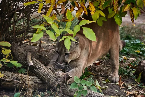 Retrato do belo Puma na floresta de outono. Puma americana — Fotografia de Stock