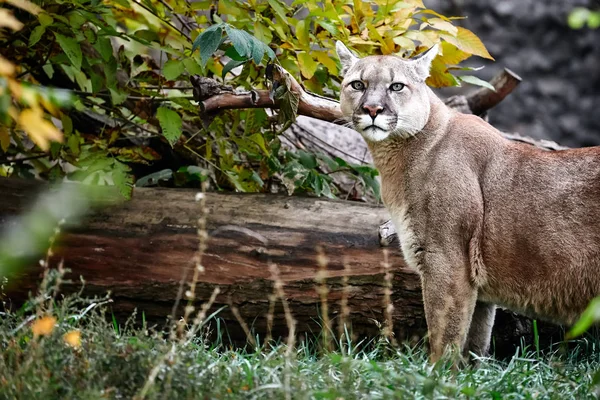 Porträt des schönen Puma im Herbstwald. Amerikanischer Puma — Stockfoto