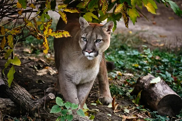 Portrét krásné Puma v podzimním lese. Puma americká — Stock fotografie