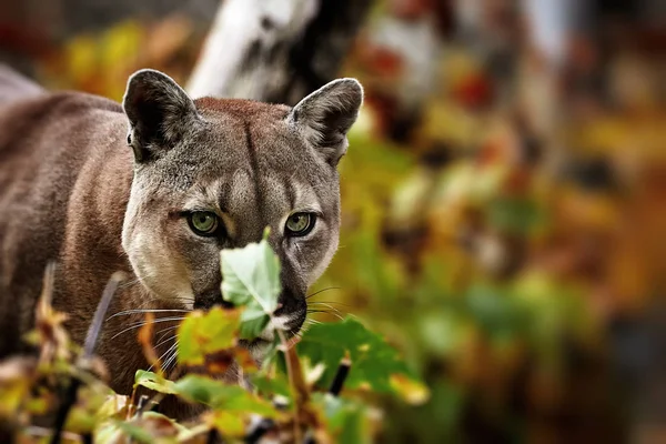 Πορτρέτο του όμορφη Puma σε Φθινοπωρινό δάσος. Αμερικανική γυναίκα αρπακτικό — Φωτογραφία Αρχείου