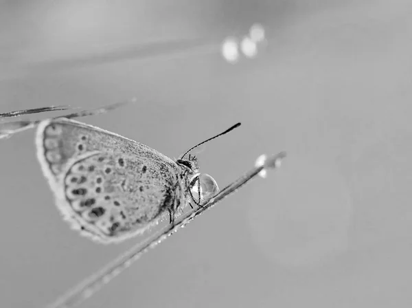 Blau Gefleckte Schmetterling Sitzt Auf Einem Zweig Heidekraut Einem Morgentau — Stockfoto