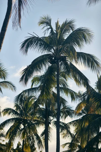 Tropische Palmen Sommerzeit — Stockfoto