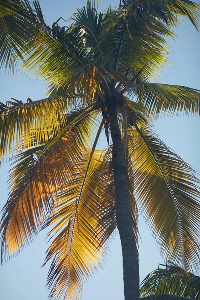 Tropische Palmen Sommerzeit — Stockfoto