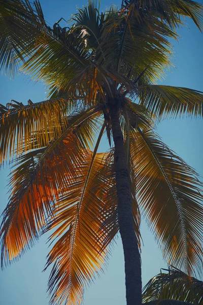 Тропические Пальмы Летний Период — стоковое фото