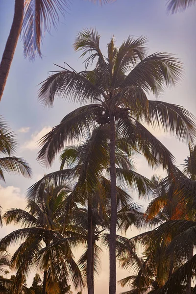 Tropische Palmbomen Zomer — Stockfoto