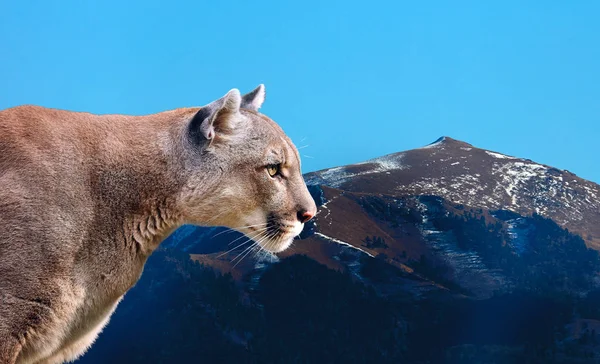 Portret pięknej Puma. Puma, górski lew, Puma, Dzika przyroda Ameryka — Zdjęcie stockowe