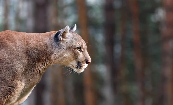 Portré gyönyörű Puma. Cougar, hegyi oroszlán, Puma, vadon élő állatok Amerika — Stock Fotó