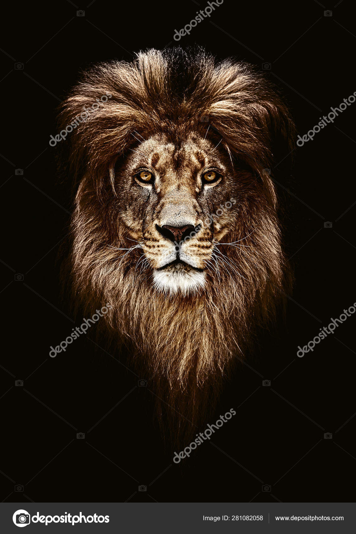 Lion Stock Photos, Royalty Free Lion Images | Depositphotos