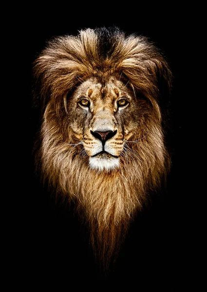 Portrait of a Beautiful lion, lion in dark. Royal Portrait. — Stock Photo, Image