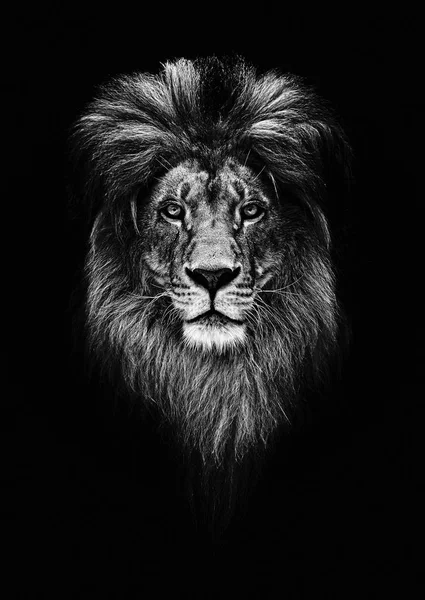 Portrait of a Beautiful lion, lion in dark. Royal Portrait. — Stock Photo, Image