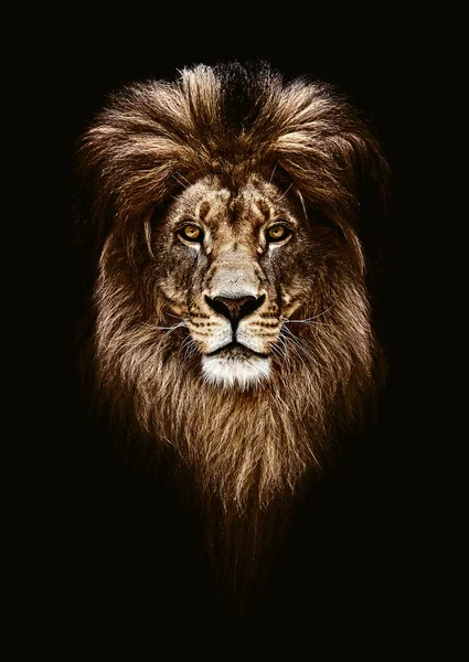 Lion Stock Photos, Royalty Free Lion Images | Depositphotos Lion Stock Photos, Royalty Free Lion Images | Depositphotos
