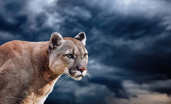 Portrait of a cougar, mountain lion, puma, panther — Stock Photo, Image