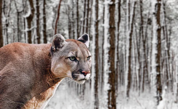 Portrait of Beautiful Puma. Cougar, mountain lion, puma, panther — Stock Photo, Image