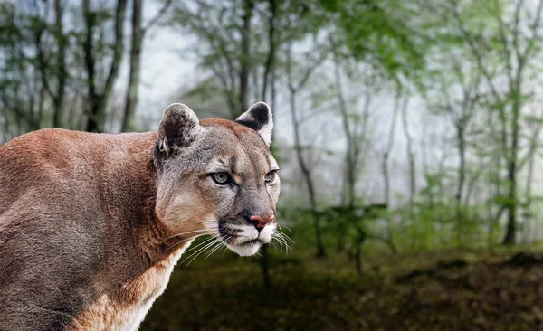 Portret pięknej Puma. Puma, górski lew, Puma, pantera — Zdjęcie stockowe