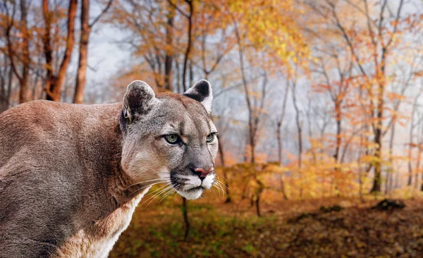 Portré gyönyörű Puma. Cougar, hegyi oroszlán, Puma, párduc — Stock Fotó
