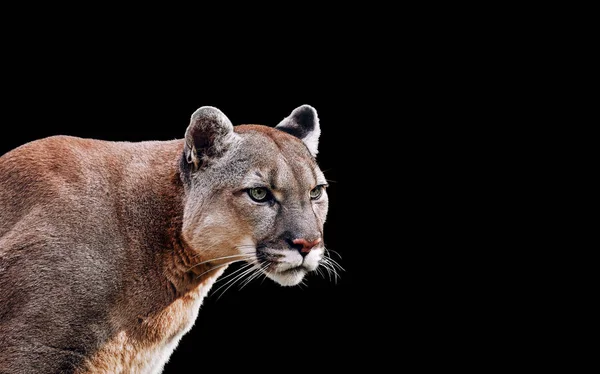 Portré gyönyörű Puma. Cougar, hegyi oroszlán — Stock Fotó